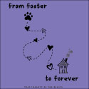From Foster to Forever